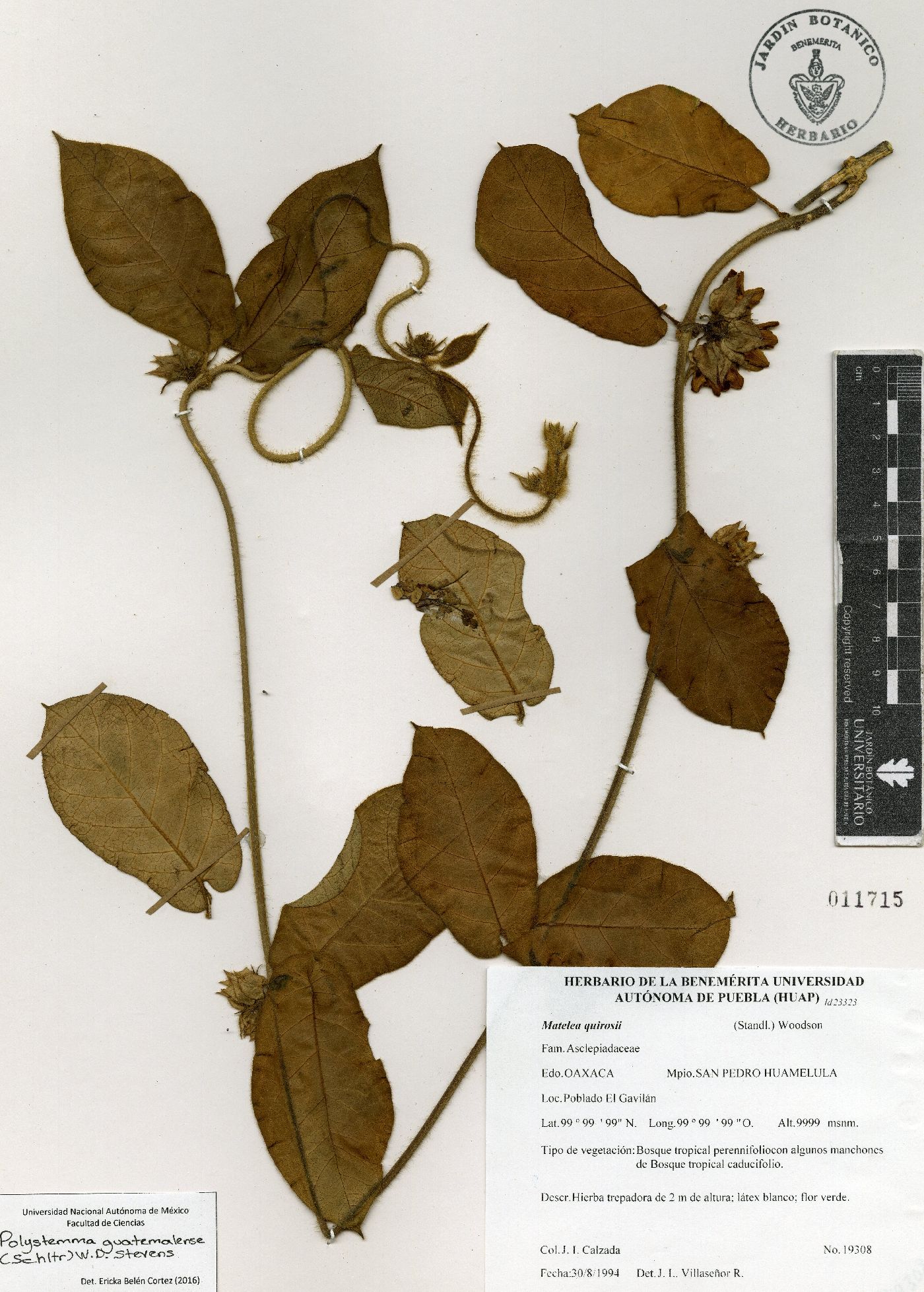 Macroscepis diademata image