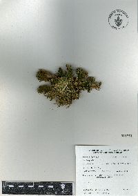 Selaginella lepidophylla image