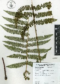 Polystichum ordinatum image