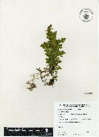 Selaginella hoffmannii image