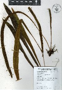 Elaphoglossum vestitum image