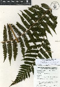 Image of Megalastrum pulverulentum