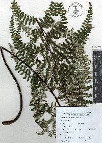 Pityrogramma ebenea image