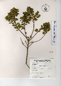 Baccharis conferta image