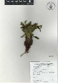 Selaginella pallescens image