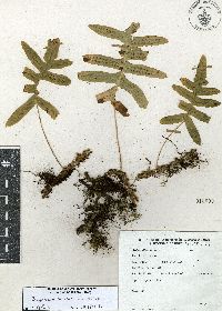 Polypodium arcanum image