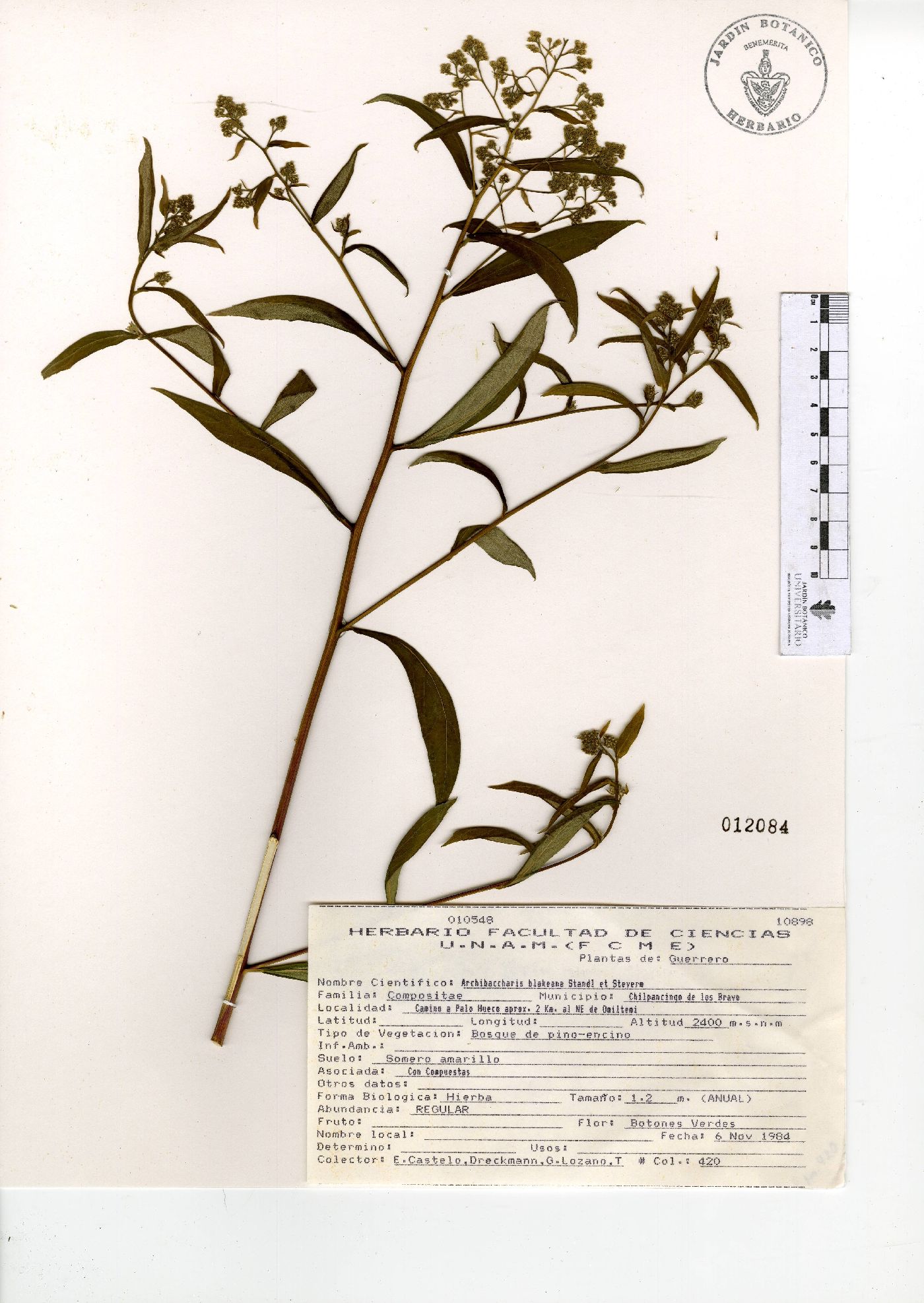 Archibaccharis blakeana image
