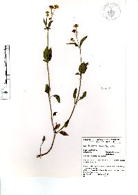 Bidens pilosa image