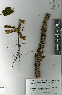 Comocladia mollissima image