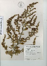 Artemisia absinthium image