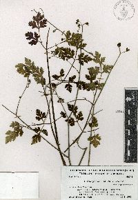Image of Coaxana purpurea