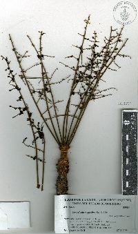 Image of Comocladia mollissima