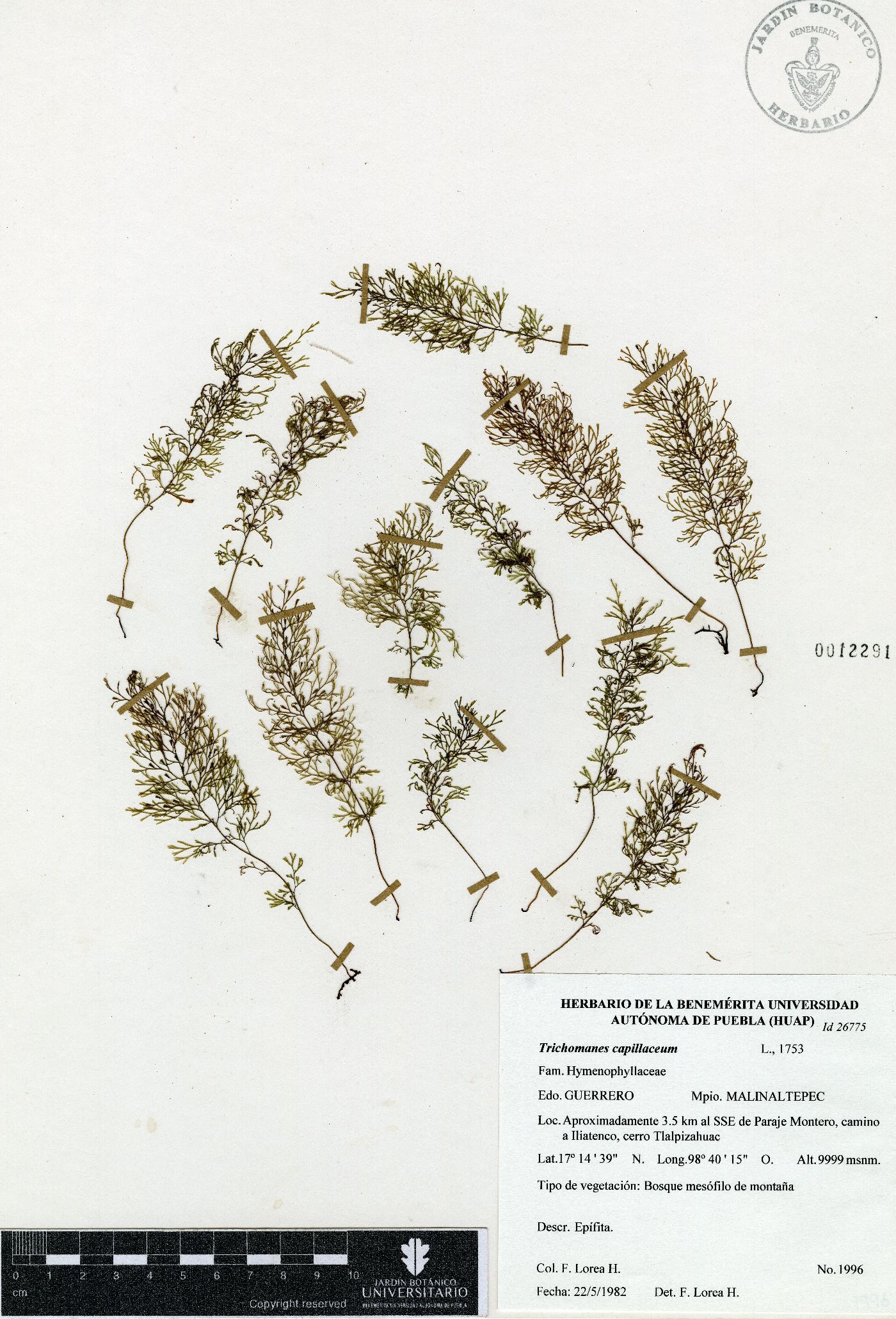 Polyphlebium capillaceum image