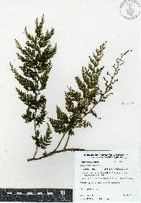 Vandenboschia radicans image