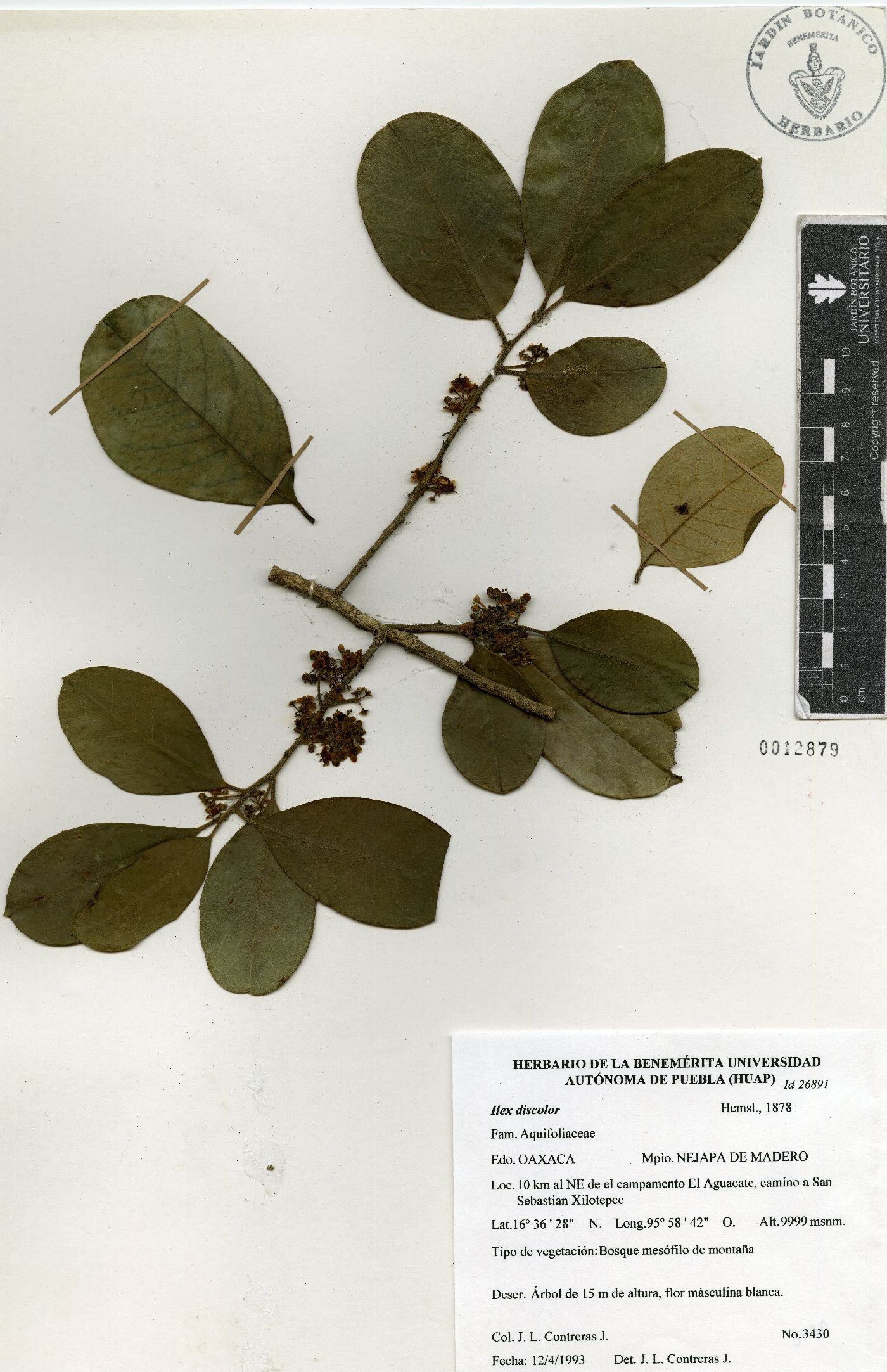 Ilex discolor image