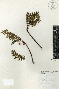 Pseudosmodingium andrieuxii image