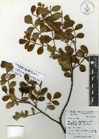 Rhus chondroloma subsp. huajuapanensis image