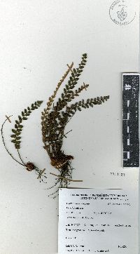 Astrolepis crassifolia image