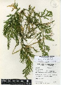 Selaginella stellata image