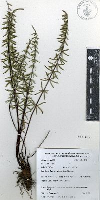 Pellaea ternifolia image