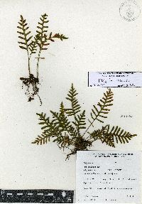 Pleopeltis madrensis image