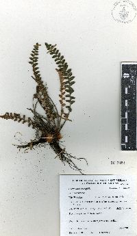 Astrolepis crassifolia image