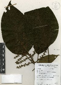 Image of Oreopanax flaccidus