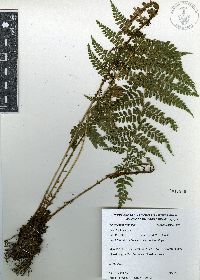 Polystichum ordinatum image