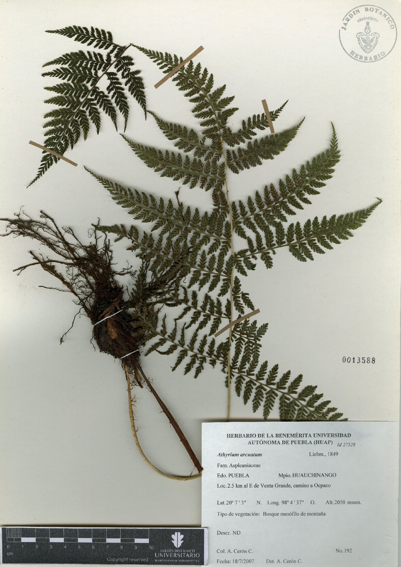 Athyrium arcuatum image