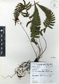 Blechnum appendiculatum image