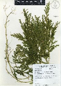 Selaginella stellata image