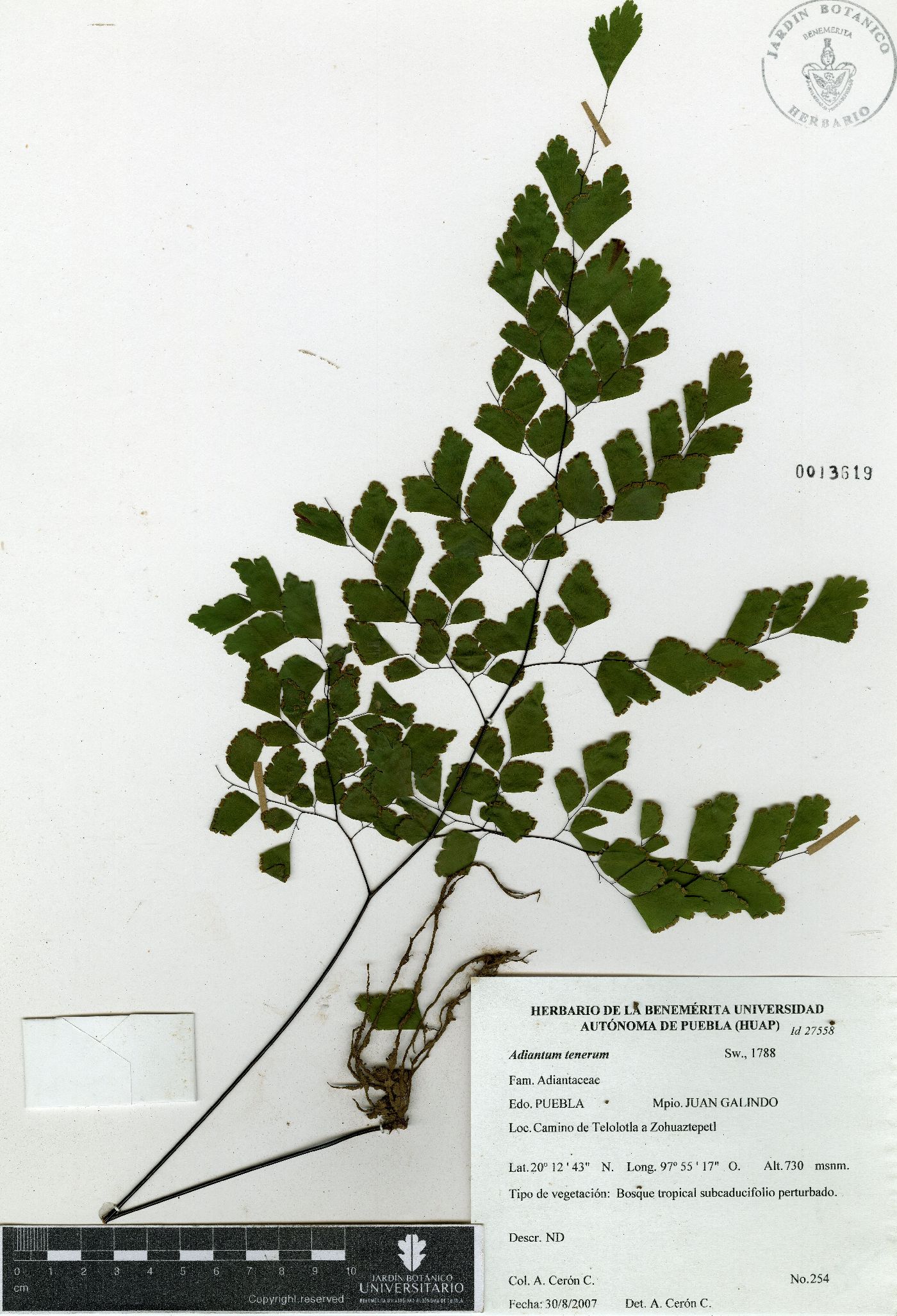 Adiantum tenerum image