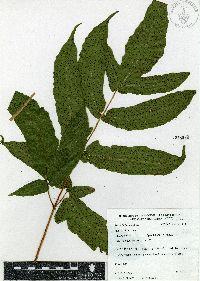 Tectaria heracleifolia image