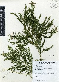 Selaginella stellata image