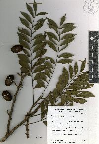 Spondias purpurea image