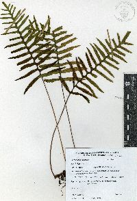 Pleopeltis madrensis image