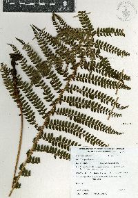 Polystichum distans image