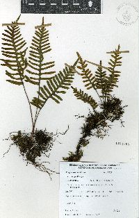 Pleopeltis madrensis image