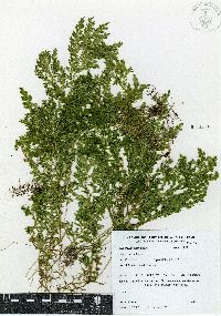 Selaginella stenophylla image