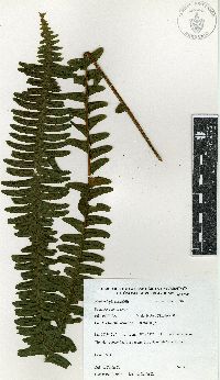 Nephrolepis cordifolia image