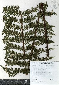 Polystichum hartwegii image