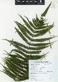 Marattia weinmanniifolia image