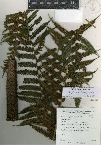 Cyathea tuerckheimii image