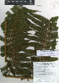 Cyathea tuerckheimii image