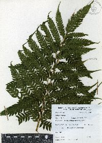 Pteris orizabae image