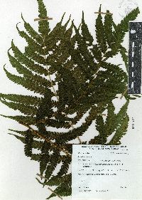 Pteris orizabae image