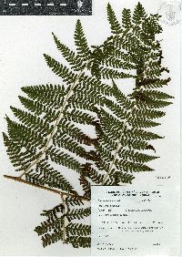 Dennstaedtia cicutaria image