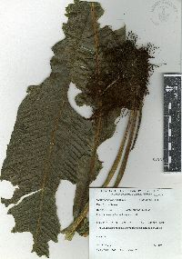 Campyloneurum phyllitidis image