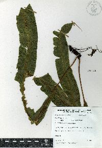 Campyloneurum tenuipes image