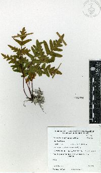 Cheiloplecton rigidum var. rigidum image